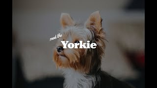 The Yorkie [upl. by Curtis]