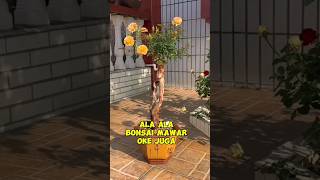 Bonsai mawarvmengagumkan inspirasibonsai [upl. by Assyral690]