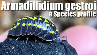 Armadillidium gestroi a species profile on a most incredible and beautiful ISOPOD [upl. by Garey863]