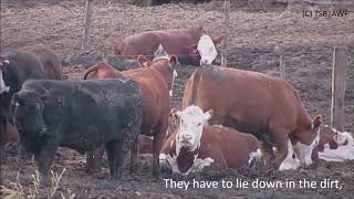 High Quality Beef Feedlots English [upl. by Mila]