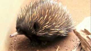 ShortBeaked Echidna Spiny AntEater [upl. by Jules]