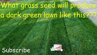 What grass seed produces a dark green lawn [upl. by Hoopes125]