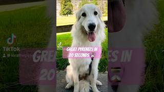 Great Pyrenees in 20 seconds 🥰🐶 cute dog shorts [upl. by Indnahc]