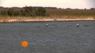 Whooping Cranes of the Aransas Wildlife Refuge [upl. by Maffei]