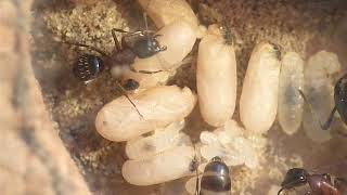 Life inside the colony  Camponotus herculeanus [upl. by Hassadah223]