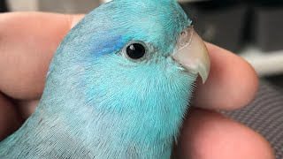 Pico the Parrotlet talking and making cute sounds [upl. by Bailey731]