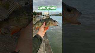 GUNKI POWER fishing gunki fish illex perch happy [upl. by Aneg]