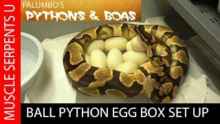 SETTING UP AN EGG BOX FOR BALL PYTHONS [upl. by Artim]