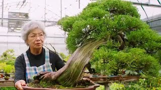 Bonsai the Endless Ritual  Extraordinary Rituals  Earth Unplugged [upl. by Sheena763]