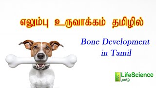 BONE DEVELOPMENT IN TAMIL  LIFESCIENCE TAMIL  TRB ZOOLOGY  TNSET  TNPSC  NEET [upl. by Holle728]