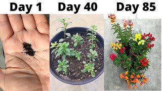 SeedToFlower Grow Antirrhinum Snapdragon Dog Flower from Seeds [upl. by Asilrahc663]