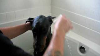 Ovechkins The Doberman Pinscher First Bath [upl. by Aihselef]