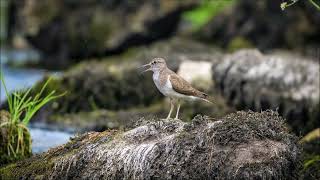 Sandpiper Bird Sound  Animal Ringtones [upl. by Isyed]