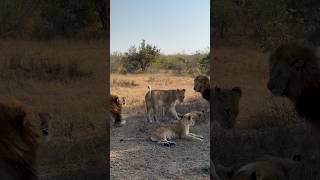 Both of the Plains Camp tried to see if the Ximungwe Female was ready to mate with clearly not [upl. by Ardnalahs577]