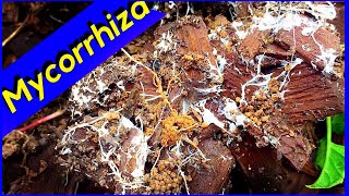 Do You Need to Buy or Gather Mycorrhizal Fungi [upl. by Silvie]