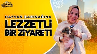 Barınağa Mutluluk Götürmek Köpeklere Evde Yemek Yapıyorum  Eda Karabulut ile Bir Lokma Mutluluk [upl. by Aved954]