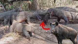 EPIC MOMENT😱 Komodo dragon killing old wild boar [upl. by Aridni]