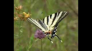 The Scarce Swallowtail Iphiclides podalirius [upl. by Ing517]