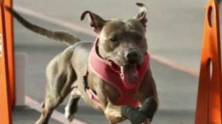 American Pit Bull Terrier Team Flyball Racing [upl. by Ailsun]