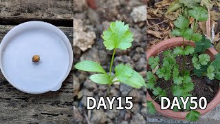 Growing coriandercilantro from a seed Grow coriander at home Planting coriander seeds [upl. by Shermy]