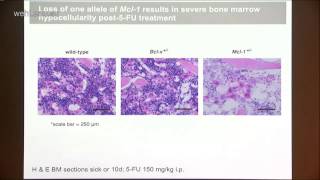 Delbridge 2014 Control of hematopoietic stem cell survival during emergency hematopoiesis [upl. by Rehptsirhc]