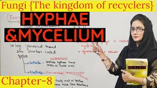 what is hyphae And mycelium chapter fungi  body organization of fungi  urdu  hindi [upl. by Elenore488]