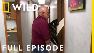 A Meowtain of Cat Cases Full Episode  The Incredible Dr Pol [upl. by Pompea]