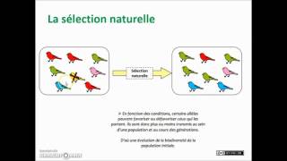 SVT  2nde 1ère Terminale  Les mécanismes de lévolution [upl. by Foote]