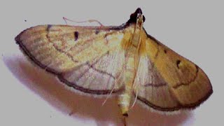 Genus Bradina Moth Video [upl. by Eniar5]