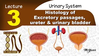 3bHistology of UrethraUrinary system [upl. by Marchall688]