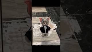 Cat videos cute cats kittens💞😻 [upl. by Ireg]