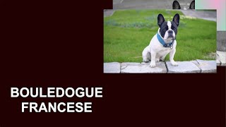 BOULEDOGUE FRANCESE  Bulldog Francese  Frenchies  French Bulldog  Caratteristiche  Carattere [upl. by Karalynn]