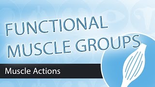 Muscle Actions Functional Groups [upl. by Ania195]