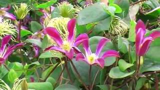 Clematis texensis [upl. by Mccallion]