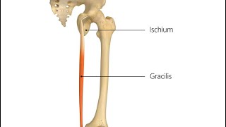 Muscle of medial compartment of the thigh gracilis muscle  part 6 دخالد البكوش [upl. by Tildy383]