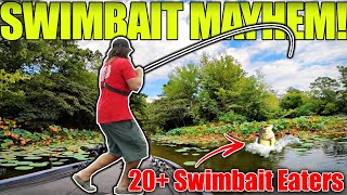 The Most EPIC Day Swimbait Fishing You’ve EVER Seen NonStop Catching [upl. by Rebane]