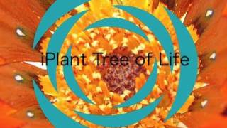 iPlant Tree of Life [upl. by Ahsimek630]