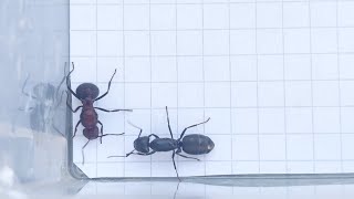 Myrmicaria natalensis Kenya vs Camponotus vagus Russia 30092023 [upl. by Grove]