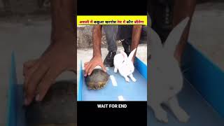 Kachua or khargos me kon jetega race youtubeshorts turtle  rabbit [upl. by Yeslrahc]