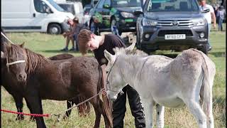 Dereham Horse Fair 21st September 2024 [upl. by Roxine]