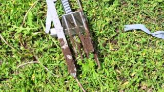 Mole trap that works [upl. by Sproul]