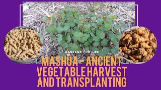 Mashua  Ancient Vegetable Harvest and Transplanting [upl. by Anileme198]