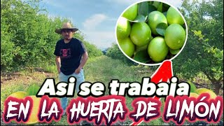 🍋ASÍ ES COMO SE COSECHA EL LIMÓN🍋 trabajando un DÍA EN EL RANCHO 🤠EDVAN SHOW [upl. by Gemoets]