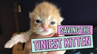 Saving the Tiniest Newborn Kitten [upl. by Mylan]