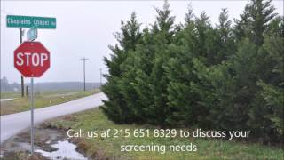 101 Reasons to Avoid Leyland Cypress Trees In Your Landscape [upl. by Pendergast]