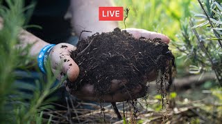 Agroforestazione con gli OLIVI Il caso sintropico di SASSETTA Con Leonardo Giorgerini 🔴 [upl. by Aaron847]