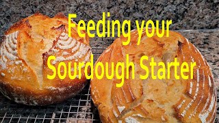 Breadmaking Feeding your Sourdough Starter [upl. by Notelrac]