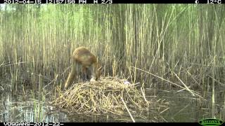 Goose nest robbed by fox [upl. by Clementis]