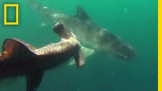 Tiger Shark vs Hammerhead Shark  National Geographic [upl. by Veal]