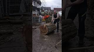 final part splitting hardwood carpinus betulus cca 80 cm [upl. by Cirri]